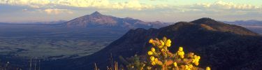 View from Montezuma Pass Overlook with cholla cactus in foreground